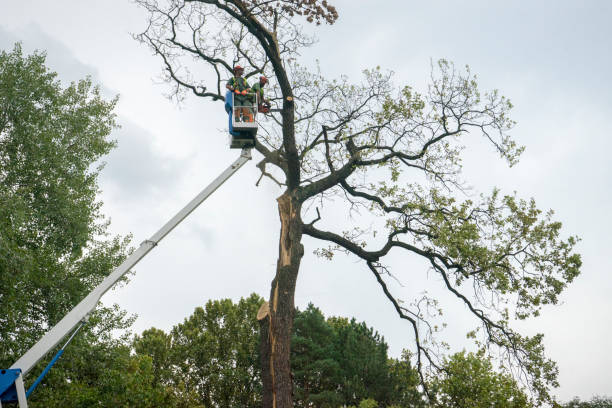 Best Tree and Shrub Care  in Price, UT