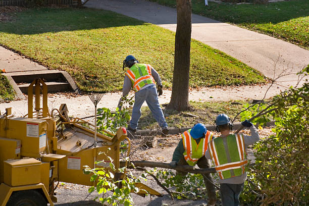 Best Tree Cabling and Bracing  in Price, UT