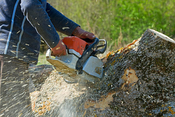 How Our Tree Care Process Works  in  Price, UT